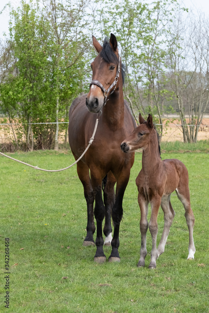 Little just born brown horse standing next to the mother, during the day with a countryside landscape Little just born brown horse standing next to the mother, during the day with a countryside landscape