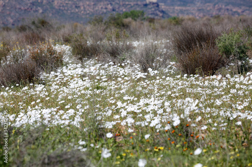 wild white flowers in the field