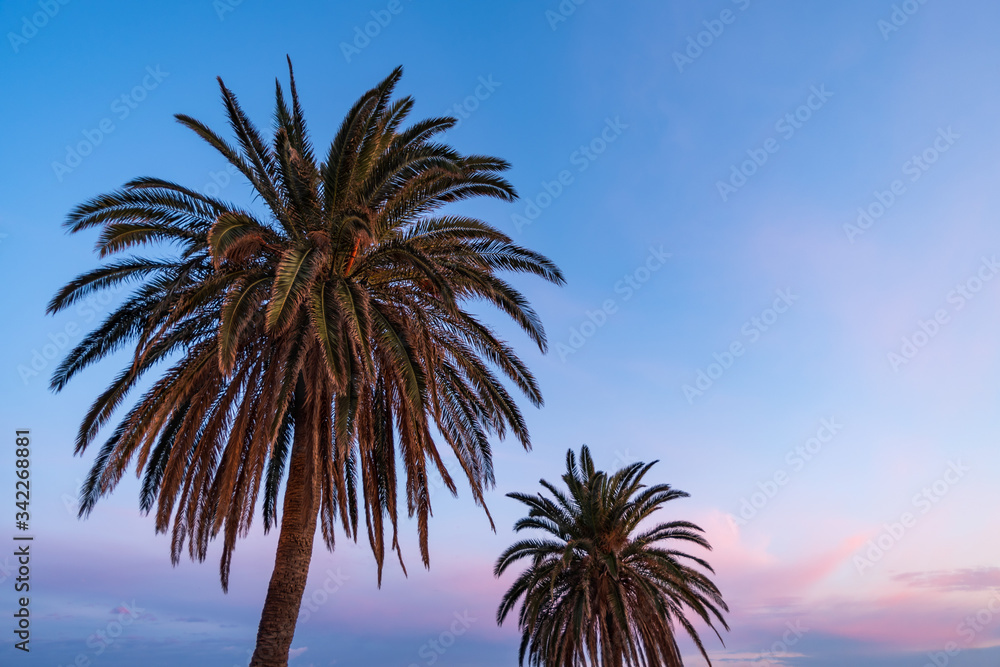 Sunset light on palm trees