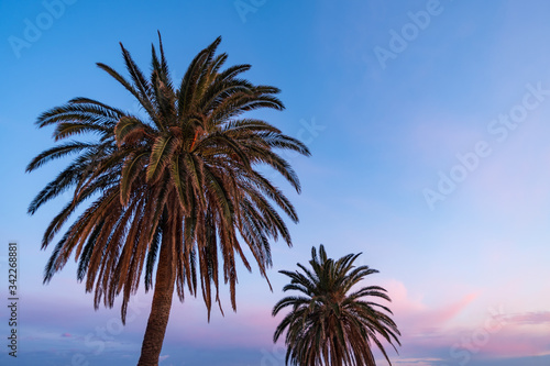 Fototapeta Naklejka Na Ścianę i Meble -  Sunset light on palm trees