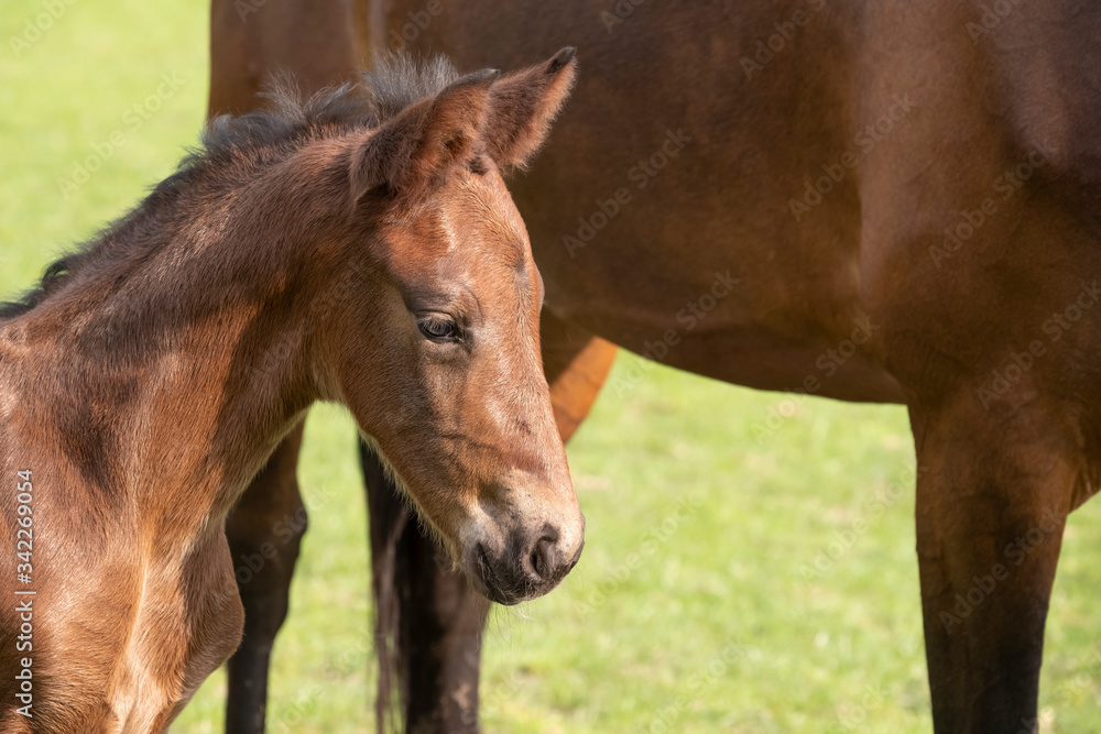 Close-up of a little just born brown horse standing next to the mother, during the day with a countryside landscape