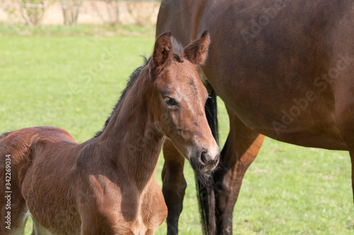 Close-up of a little just born brown horse standing next to the mother, during the day with a countryside landscape © Dasya - Dasya