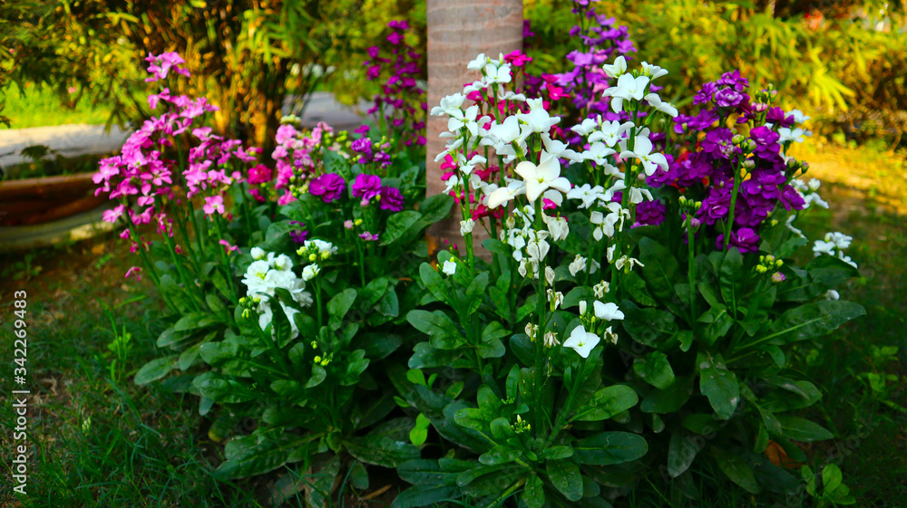 Purple and white flower in Park