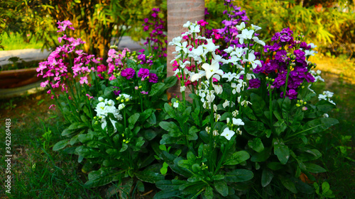 Purple and white flower in Park