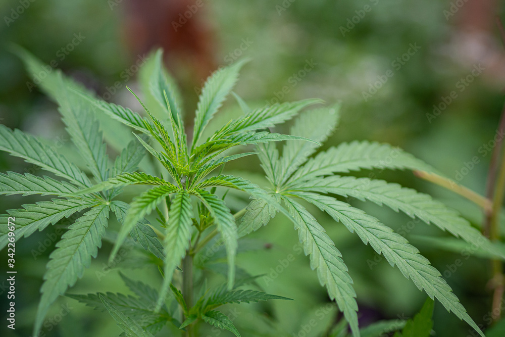 Close-up of marijuana plant growing at outdoor cannabis farm. Texture of marijuana leaves. Concept of cannabis plantation for medical. Close-up of marijuana plant growing at outdoor cannabis farm. Texture of marijuana leaves. Concept of cannabis plantation for medical.