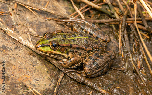 common european green water frog (Pelophylax esculentus) on the ground