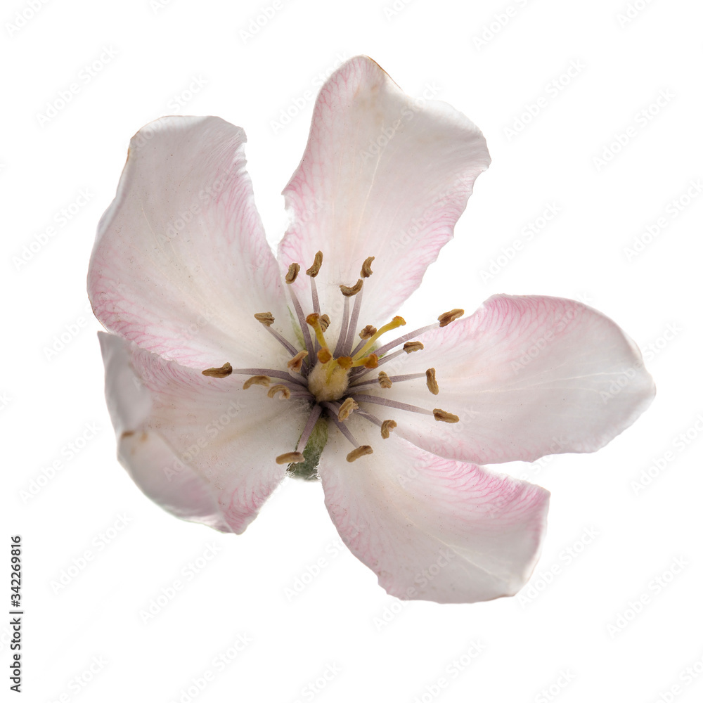 Top view of single pink apple blossom flower, isolated on white background. Top view of single pink apple blossom flower, isolated on white background.