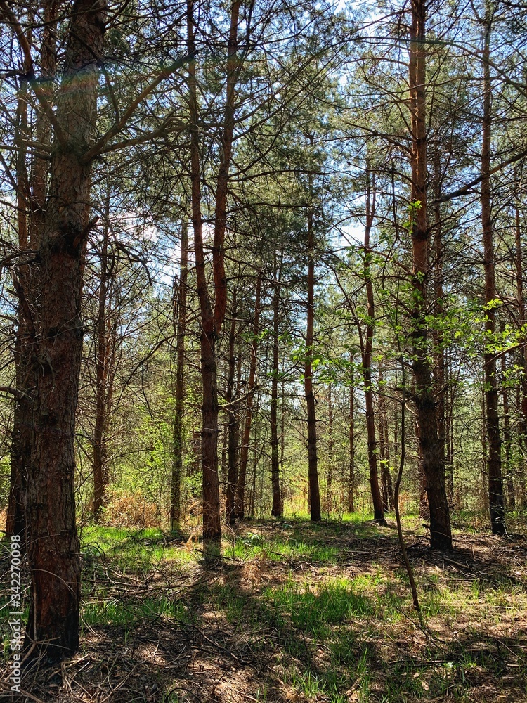 Landscape photography of wild forest Landscape photography of wild forest