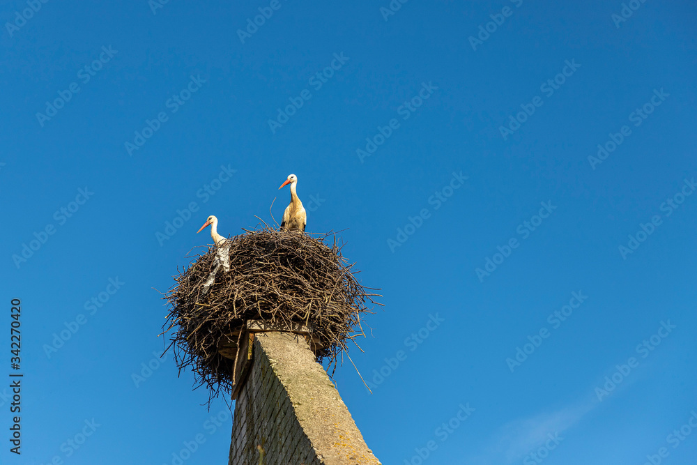 Fototapeta premium beautiful white storks fly to nest