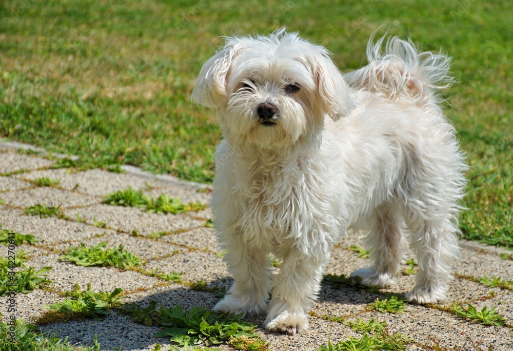 Portrait of cute maltese dog in the backyard