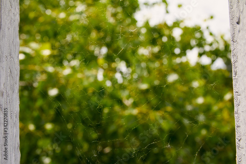 Fototapeta Naklejka Na Ścianę i Meble -  Textured spider mesh on a background of greenery