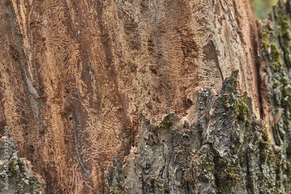 texture of tree bark decorated with patterns left over from the bark beetles