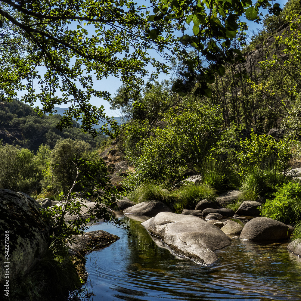 Fototapeta premium small river in the forest