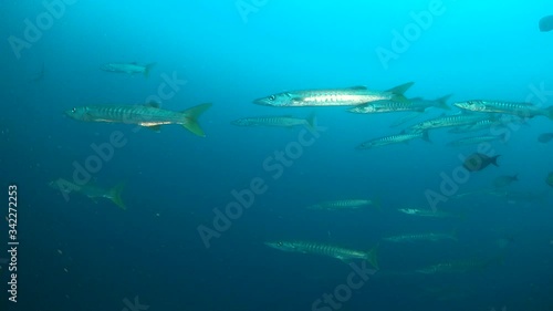 Wallpaper Mural School of large barracuda swimming into the current Torontodigital.ca