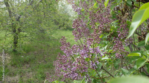 Fototapeta Naklejka Na Ścianę i Meble -  Lilac blooms in the spring in the forest