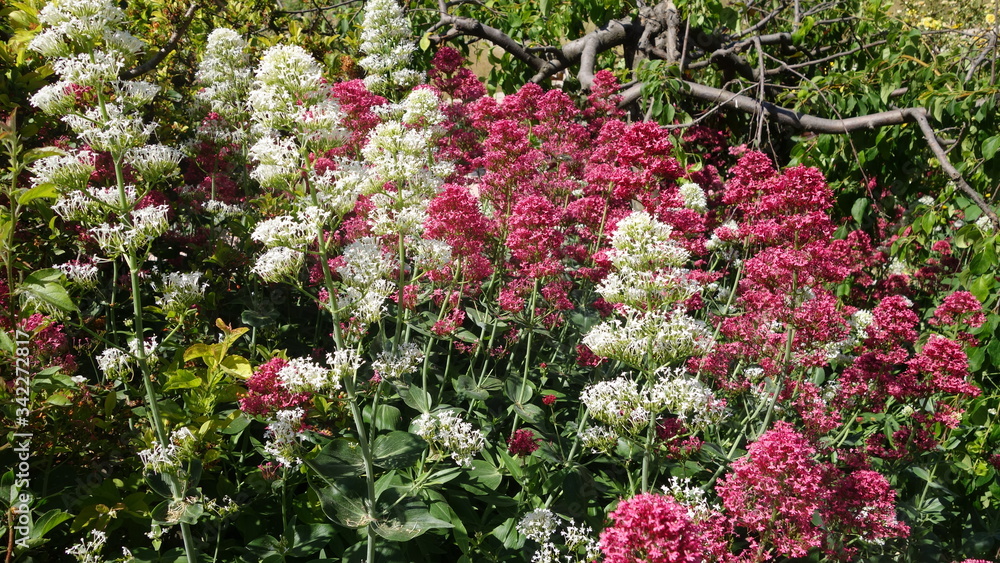 Fluffy wildflowers of white and crimson