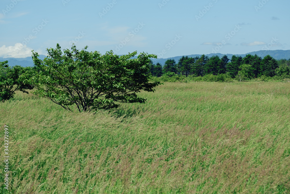 Fototapeta premium 野原