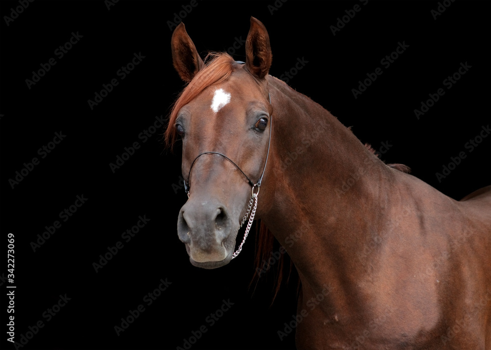 Bay Trakehner Horse with classic bridle Bay Trakehner Horse with classic bridle