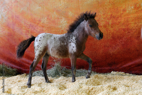 Φωτογραφία Funny spotted Falabella pony in dark stable
