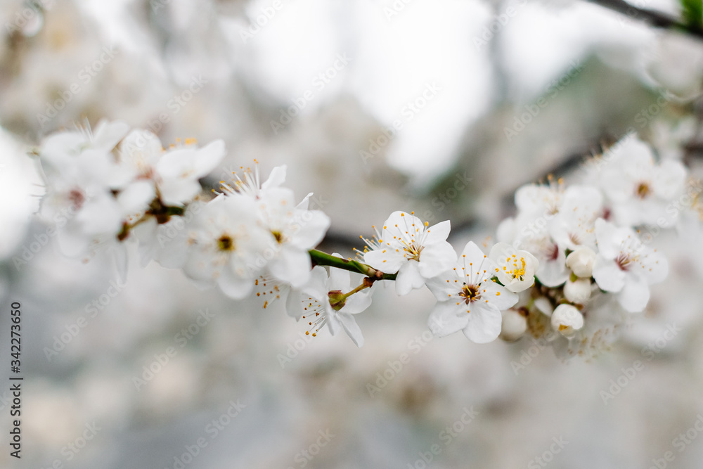 Spring apricots flowers background beautiful white branches of blooming apricots in the spring in the background blue sky. Apricot tree branch with flowers. Blooming tree branch with white flowers. Spring apricots flowers background beautiful white branches of blooming apricots in the spring in the background blue sky. Apricot tree branch with flowers. Blooming tree branch with white flowers.