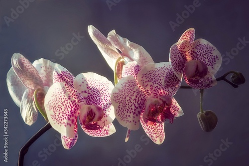 Orchid flowers closeup