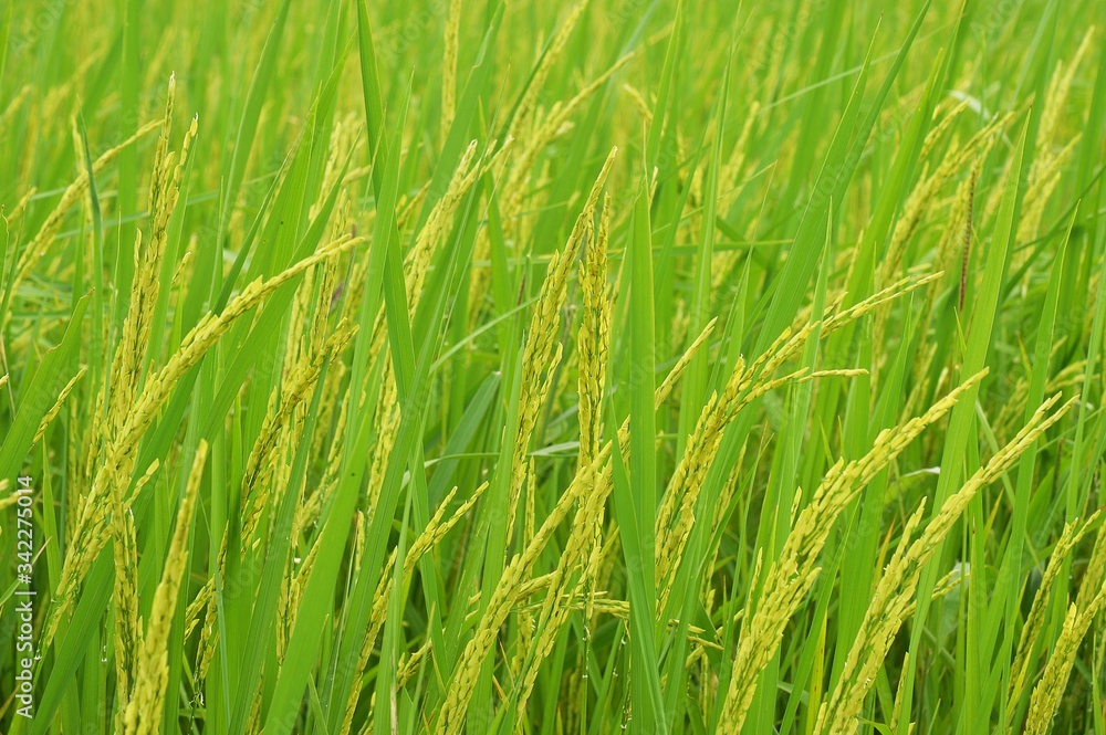 The rice is being harvested in a beautiful golden yellow color. The rice is being harvested in a beautiful golden yellow color.