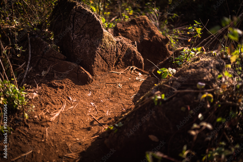 stone and soil path in the forest closeup. stone and soil path in the forest closeup.