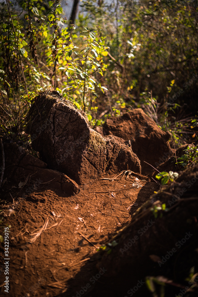 stone and soil path in the forest closeup. stone and soil path in the forest closeup.