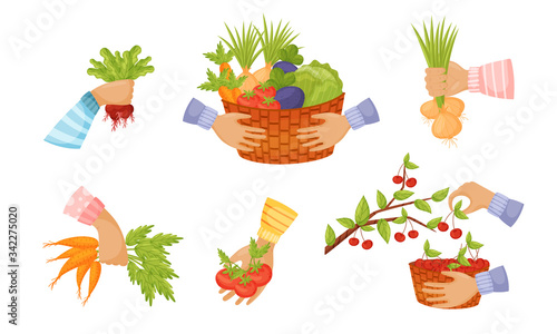 Hands Holding and Picking Agricultural Crops Like Carrot and Tomato Vector Set