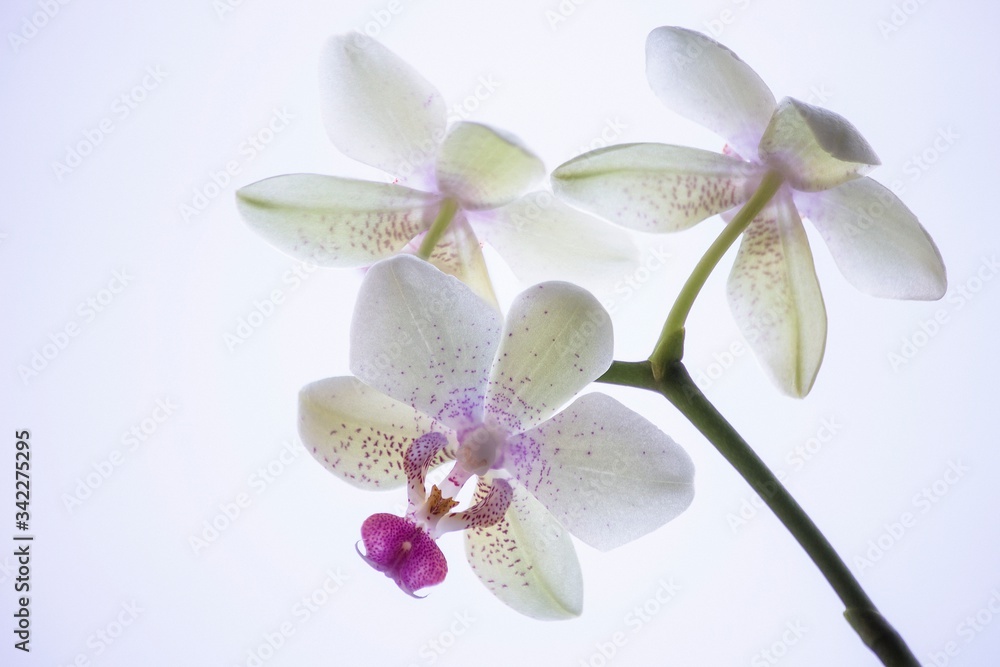 Orchid flowers closeup Orchid flowers closeup