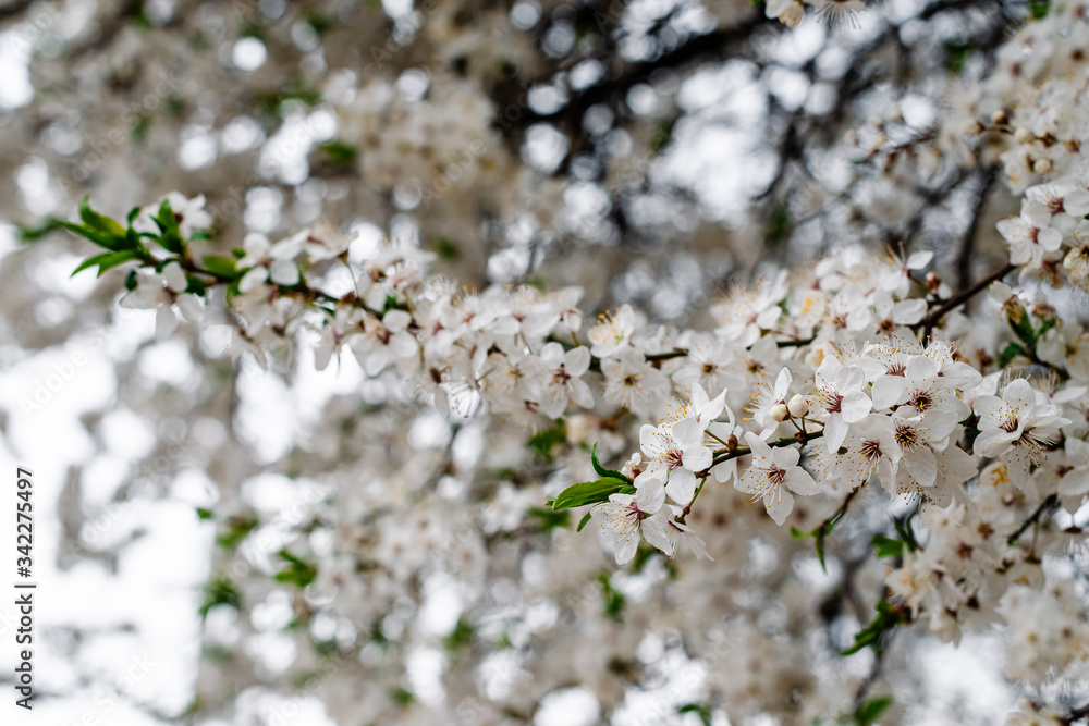 Spring apricots flowers background beautiful white branches of blooming apricots in the spring in the background blue sky. Apricot tree branch with flowers. Blooming tree branch with white flowers. Spring apricots flowers background beautiful white branches of blooming apricots in the spring in the background blue sky. Apricot tree branch with flowers. Blooming tree branch with white flowers.