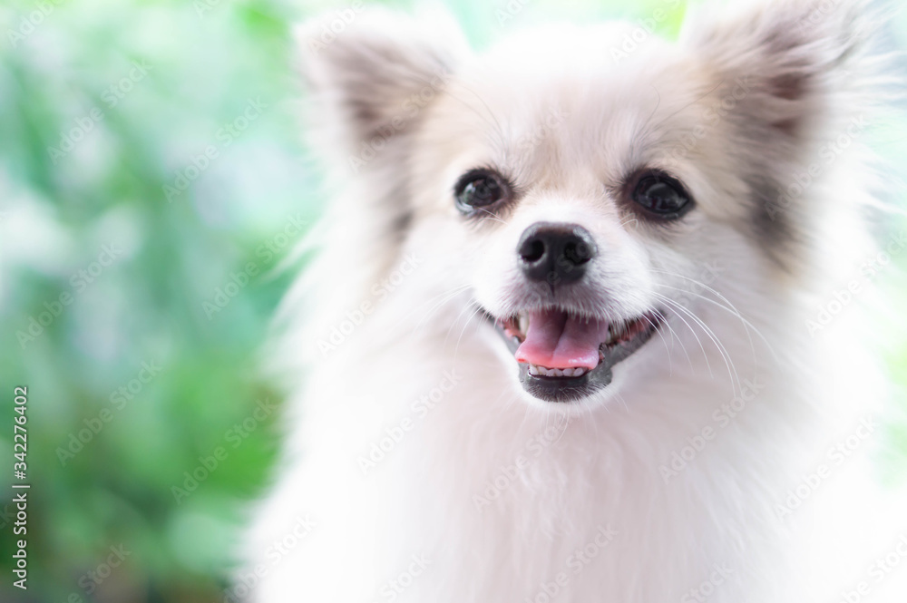 Closeup face of puppy pomeranian looking at something with green nature background, dog healthy concept, selective focus