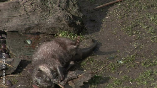 Otter Asian short clawed with young close up photo