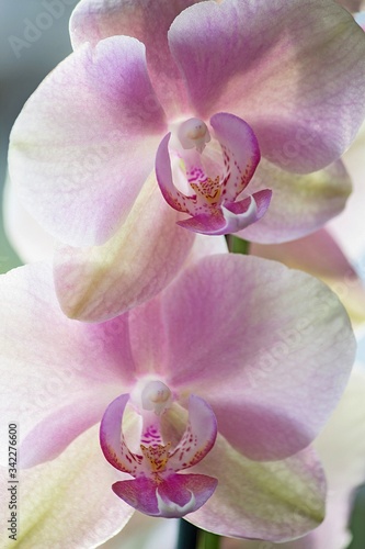 Orchid flowers closeup