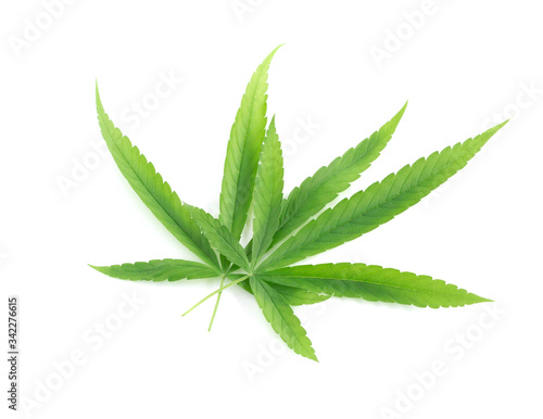 Young cannabis or marijuana leaf plant on white background, health care and medical concept