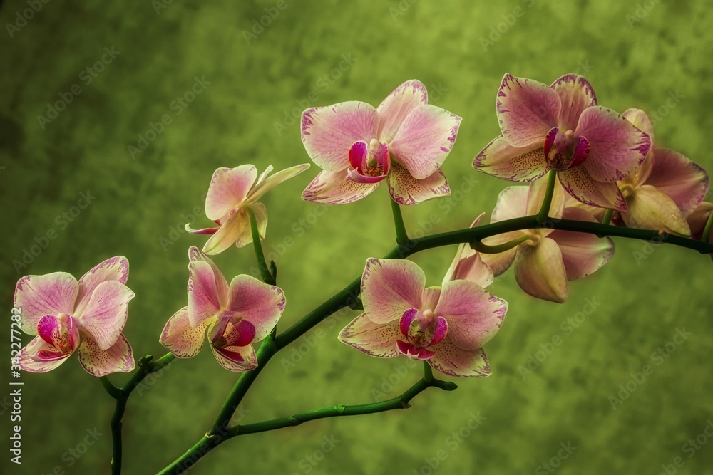 Fototapeta premium Orchid flowers closeup