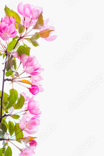 Fototapeta Naklejka Na Ścianę i Meble -  Beautiful blooming sakura tree