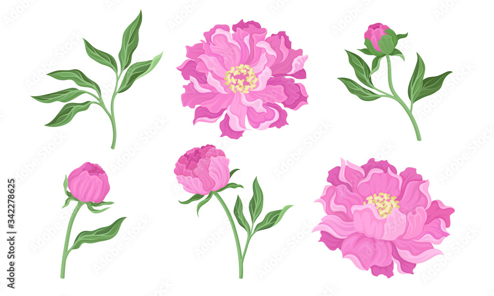 Peony Flowering Plant with Leaves and Showy Petals Vector Set