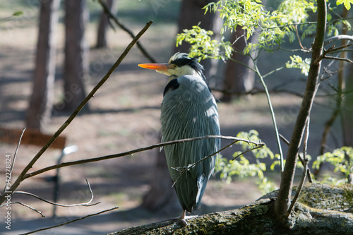 Photography Grey Heron in urban area