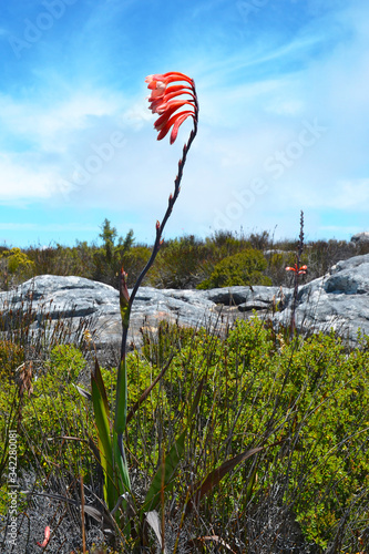 Watsonia tabularis plant, an interesting red-pink flower that can be seen on in Table Mountain National Park near Cape Town, South Africa. photo