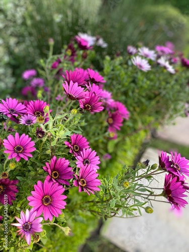 pink flowers in the garden