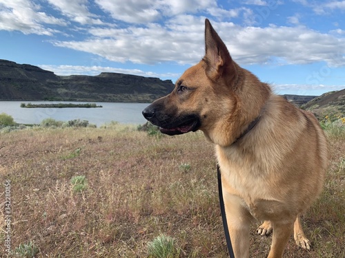 german shepherd dog above the lake