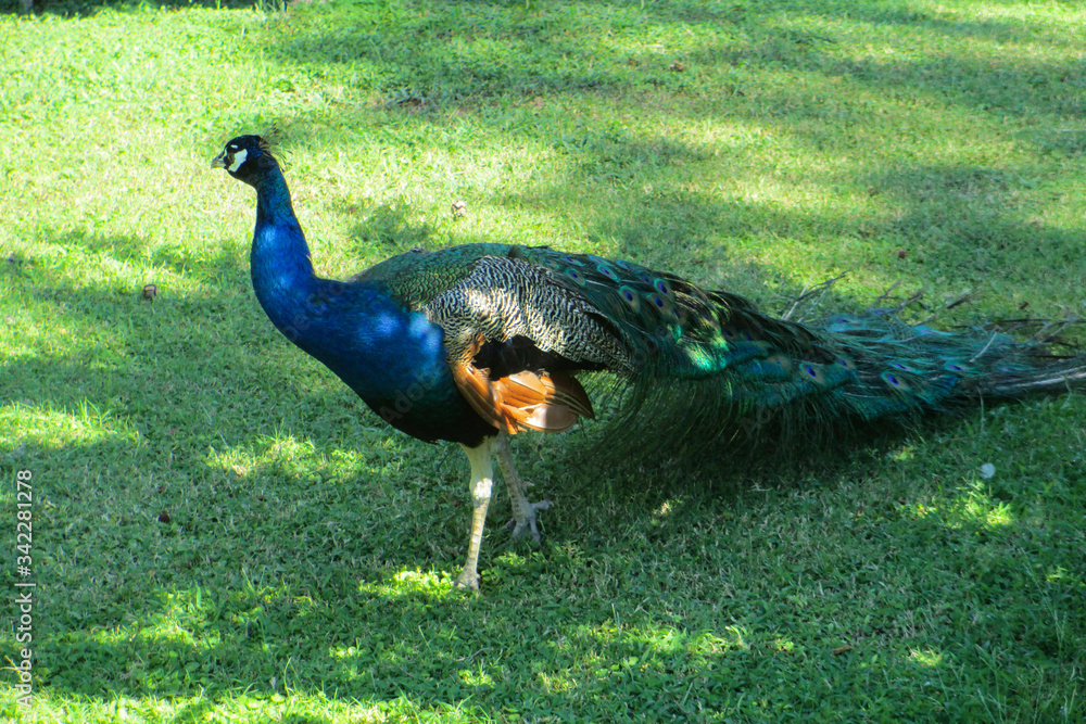 Fototapeta premium Peacock walks on a green lawn. Exotic bird with beautiful plumage