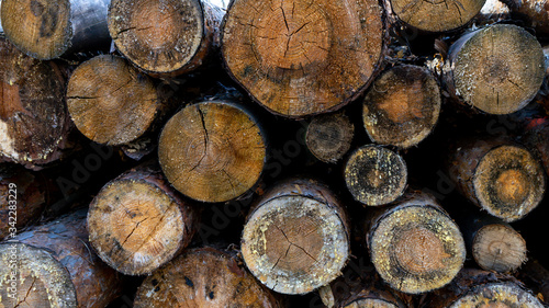 Felled log trees as a material for industry. Rough wooden textures of trees and circular slices of different sizes. The traditional concept of rural fuel.