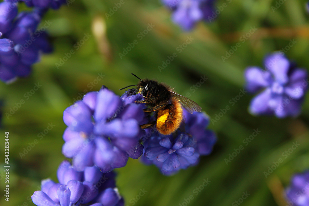 Spring, photograph of lush flowering plants, a bee collects honey, close-up Spring, photograph of lush flowering plants, a bee collects honey, close-up