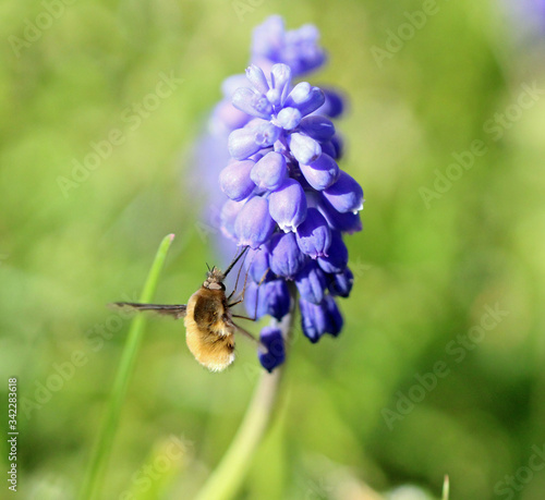 Bee flying and pollinating purple flower in spring time