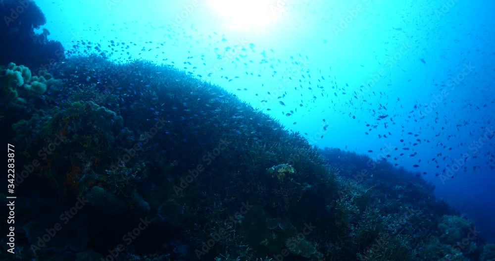tropical healthy corals and fish underwater ocean scenery tropical healthy corals and fish underwater ocean scenery