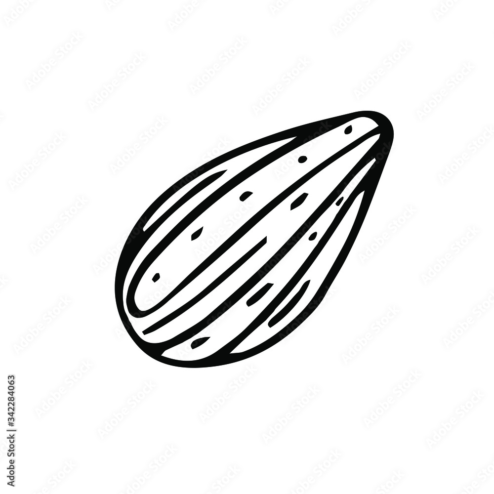 Useful almond nut is drawn in the Doodle style black outline. Vector illustration, for menu design, printed products. Isolated on a white background. Useful almond nut is drawn in the Doodle style black outline. Vector illustration, for menu design, printed products. Isolated on a white background.