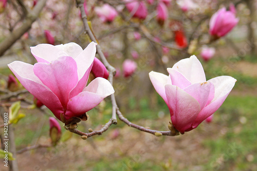 Spring, photograph of the exuberant flowering of the mogolia, close-up photo