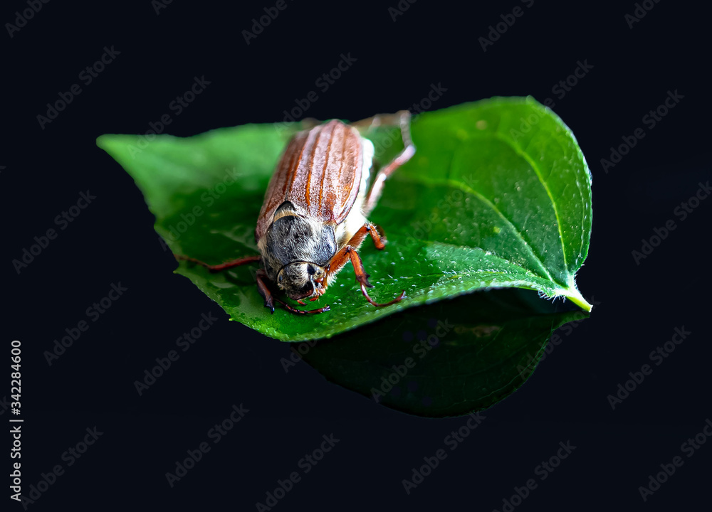 Maikäfer- Waldmaikäfer